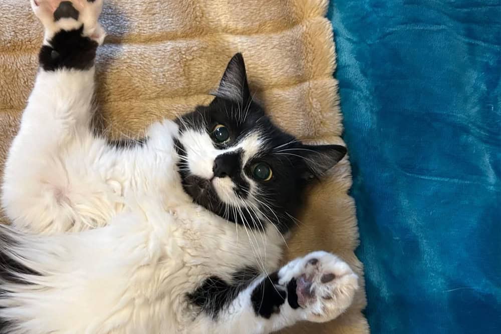 Cat feeding southampton