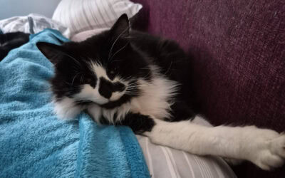 Cat Naps – Luxury Or Necessity?