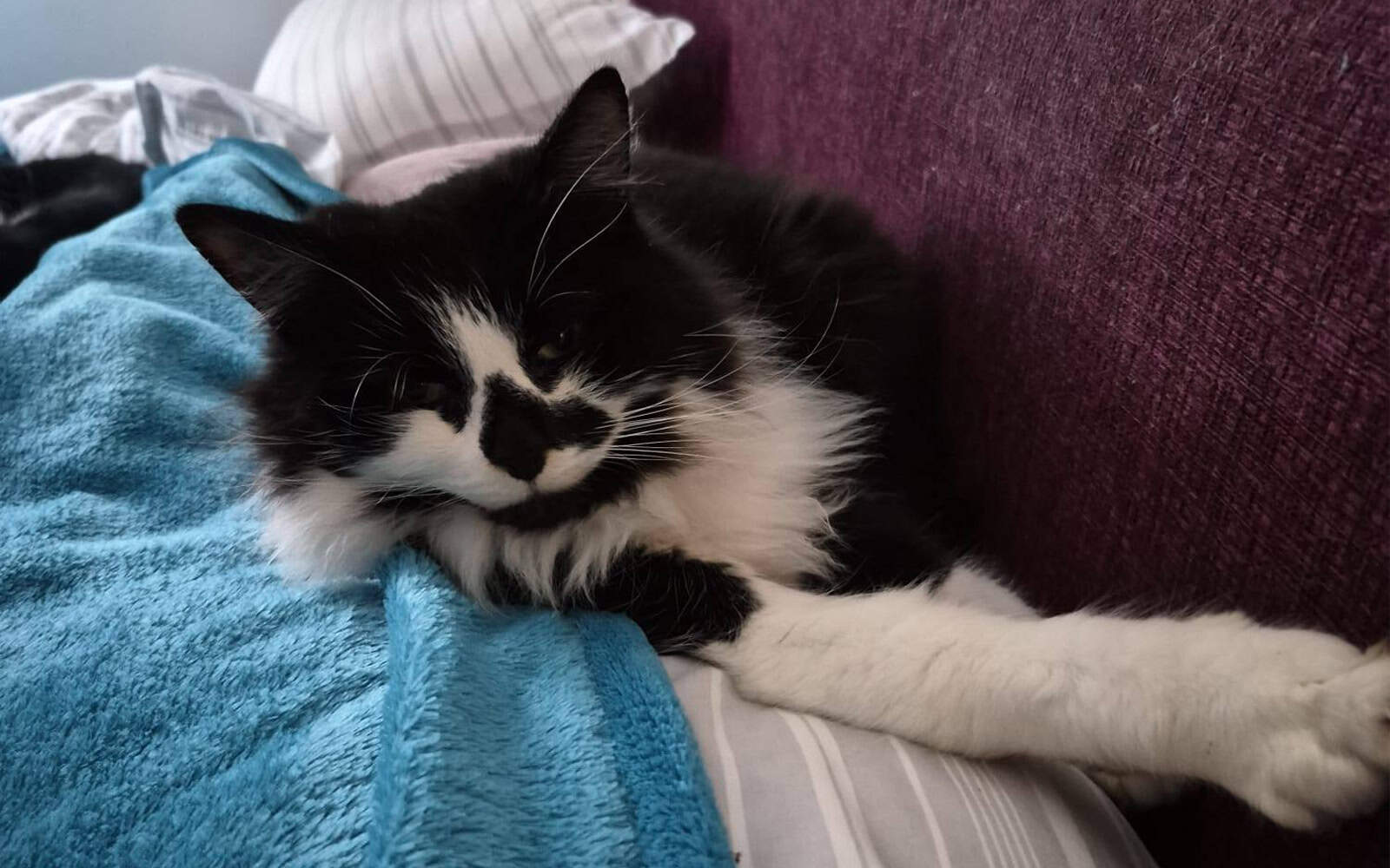 Cat naps – luxury or necessity?