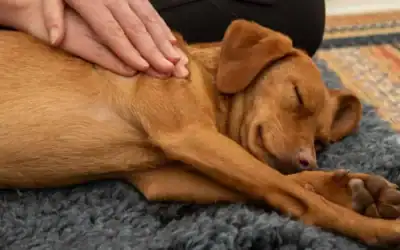 Does Your Dog Need A Massage?