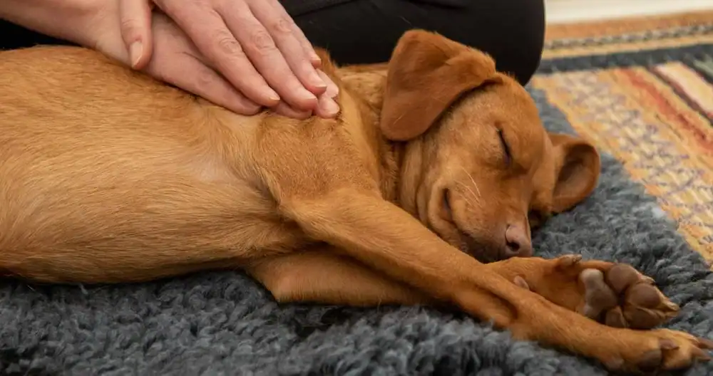 Does your dog need a massage