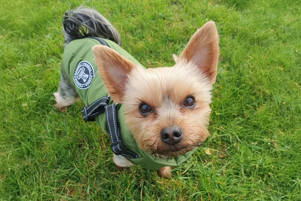 Dog check in service Southampton, Shirley, Lordswood ,Bassett, Bitterne, Woolston, Hedge End & St Deny’s