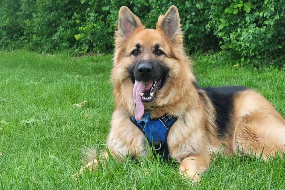 Family dog walking service Southampton, Shirley, Lordswood ,Bassett, Bitterne, Woolston, Hedge End & St Deny’s