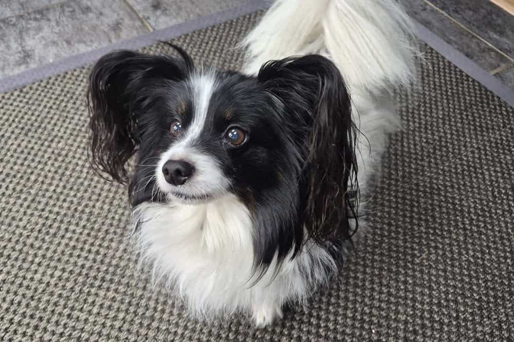 Home dog boarding Southampton