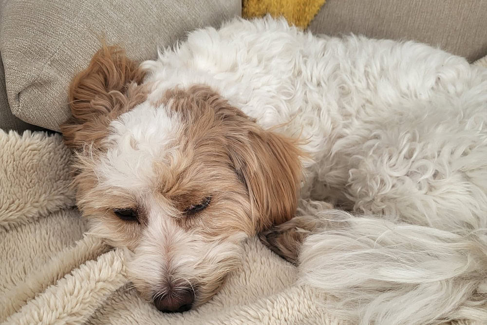 House sitting Southampton