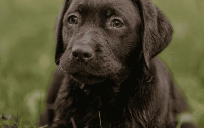 How My Dog Jack Helped Me Build Mental Resilience: A True Story of Healing & Mindful Walking