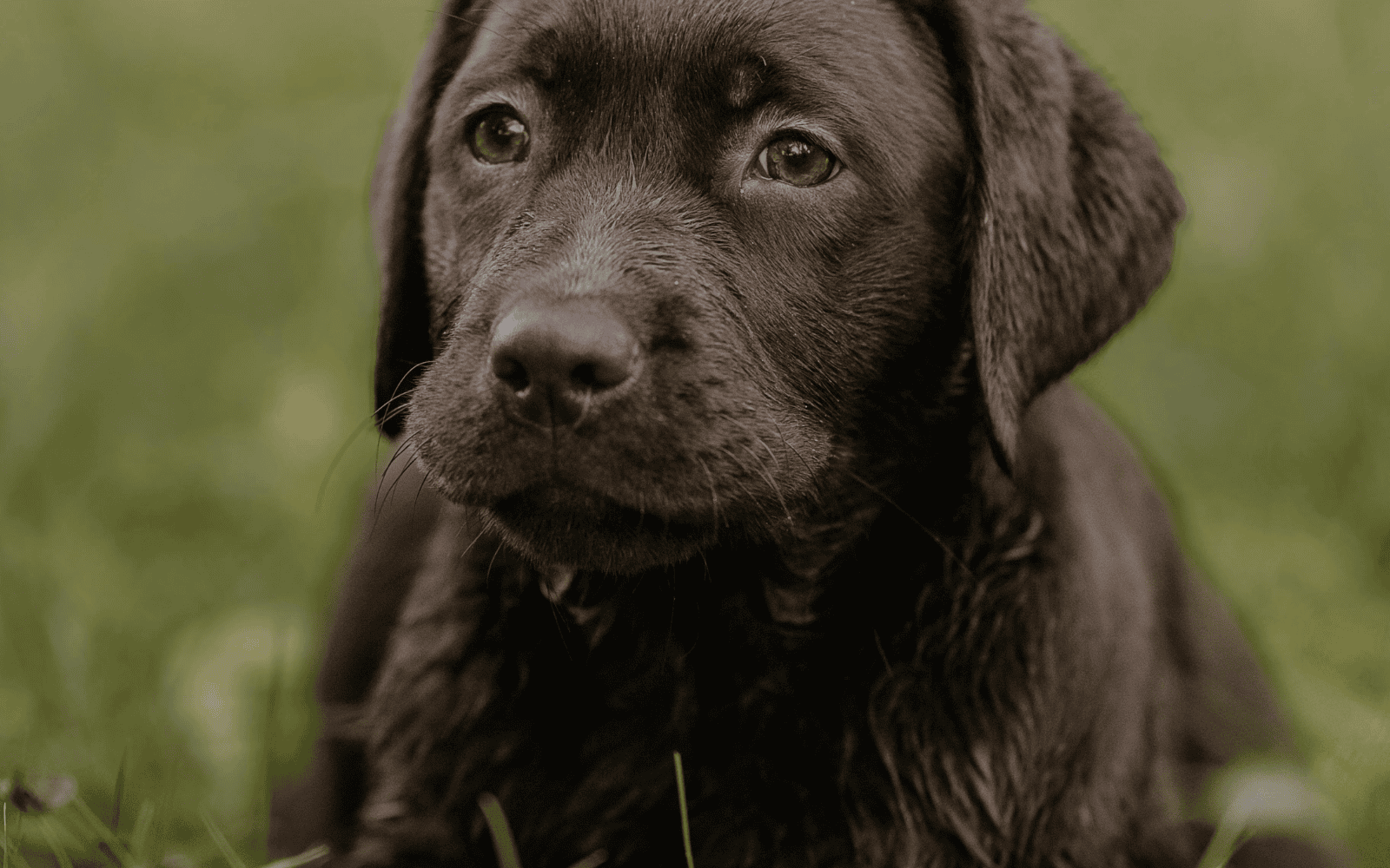 How My Dog Jack Helped Me Build Mental Resilience