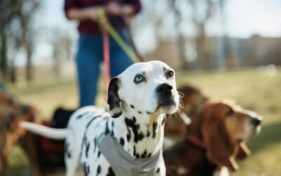 How to choose the best Professional Dog Walker for your dog…