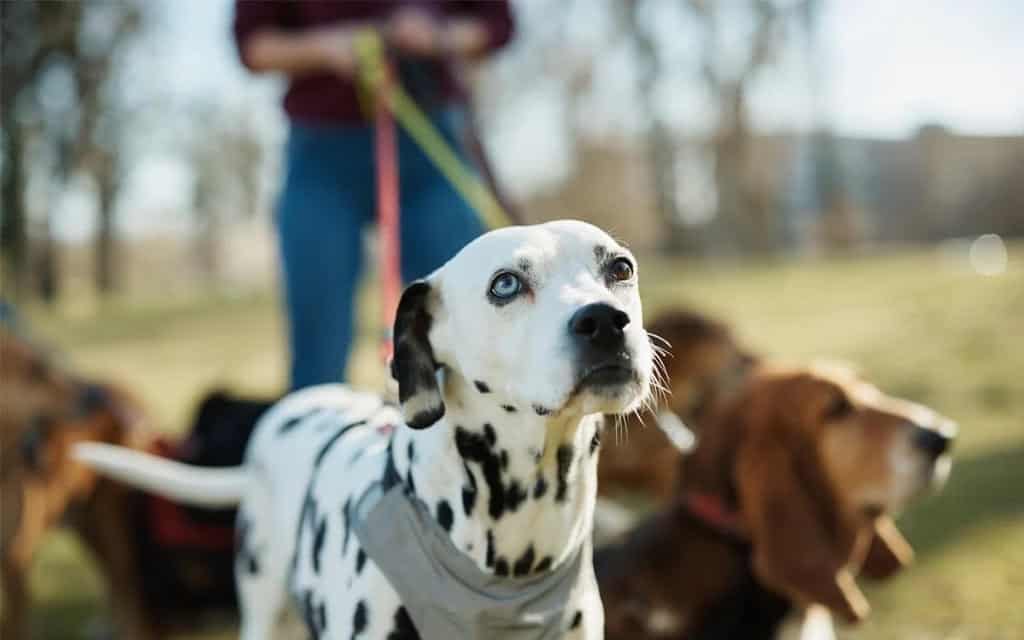 How to choose the best Professional Dog Walker for your dog…