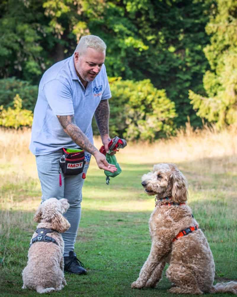 Local dog trainer Southampton