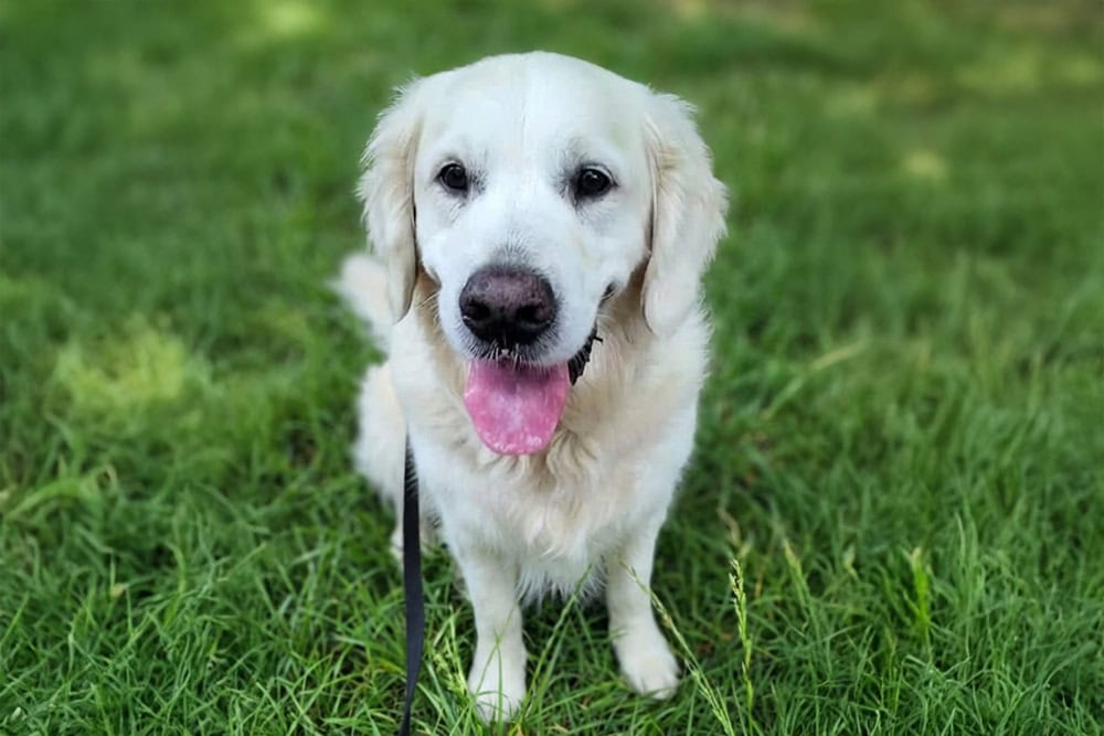 Local groups dog walking Southampton, Shirley, Lordswood ,Bassett, Bitterne, Woolston, Hedge End & St Deny’s Local groups dog walking Southampton, Shirley, Lordswood ,Bassett, Bitterne, Woolston, Hedge End & St Deny’s