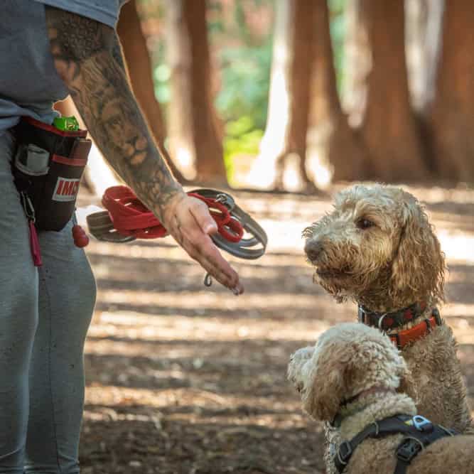 Local positive dog training Southampton Nathan's Paw Trails