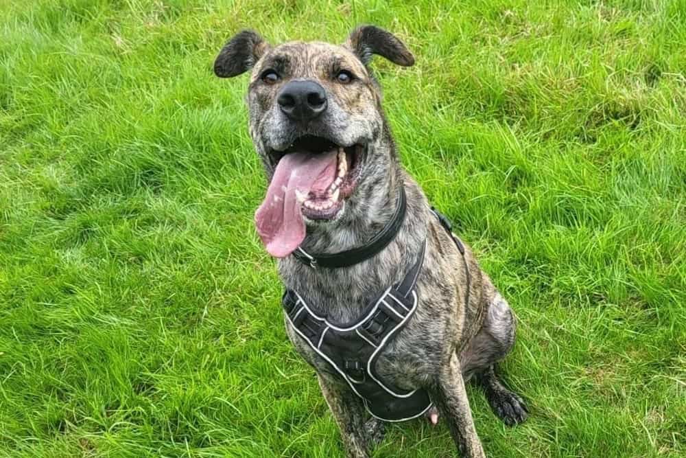 Solo Dog Walking Southampton, Shirley, Lordswood ,Bassett, Bitterne, Woolston, Hedge End & St Deny’s