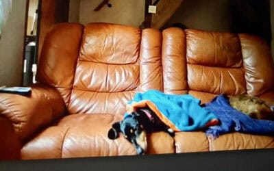 Virtual Solutions for Dog Separation Anxiety – How Remote Help Can Make a Difference