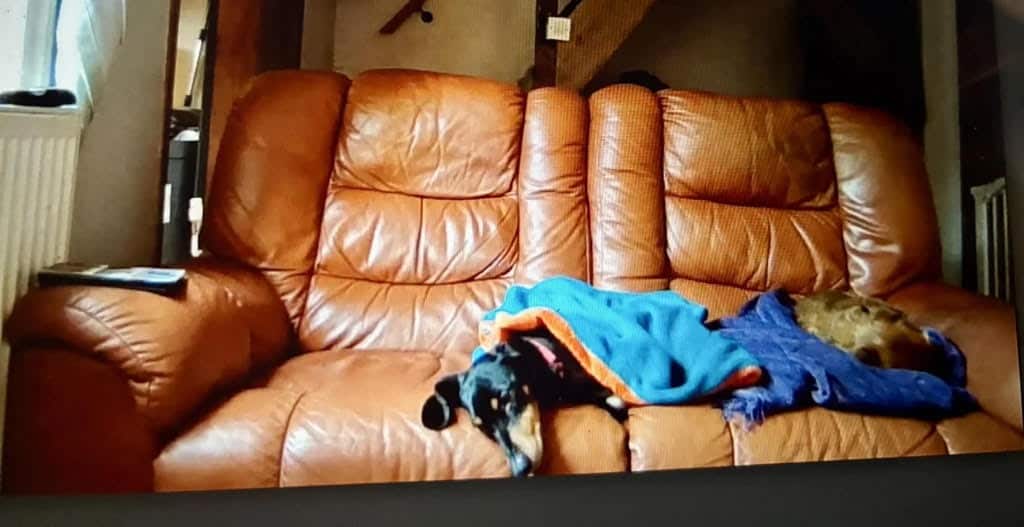 Virtual Solutions for Dog Separation Anxiety