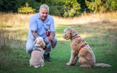 Why Choosing a Dog Walker Trained in Canine First Aid is Essential for Your Dog’s Safety