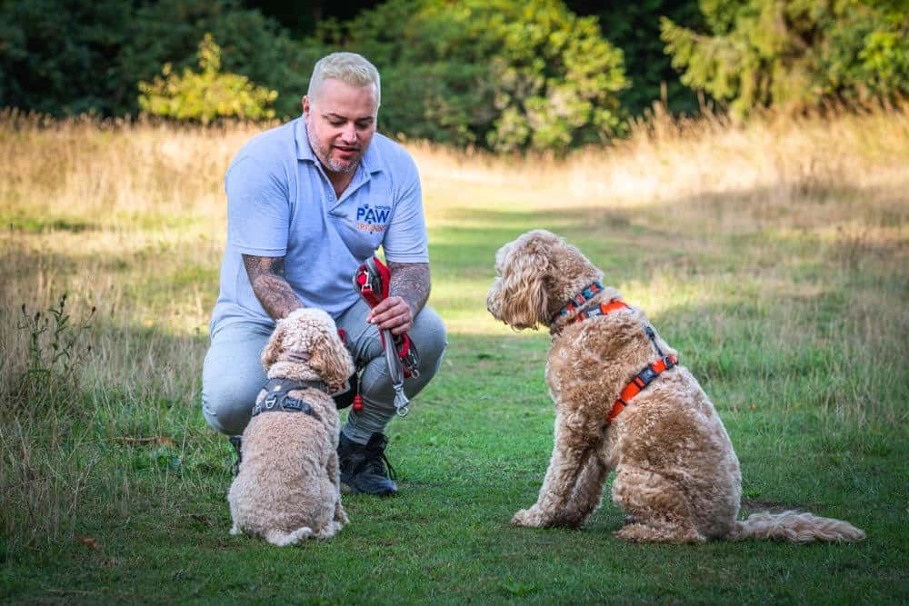 Why Choosing a Dog Walker Trained in Canine First Aid is Essential for Your Dog’s Safety