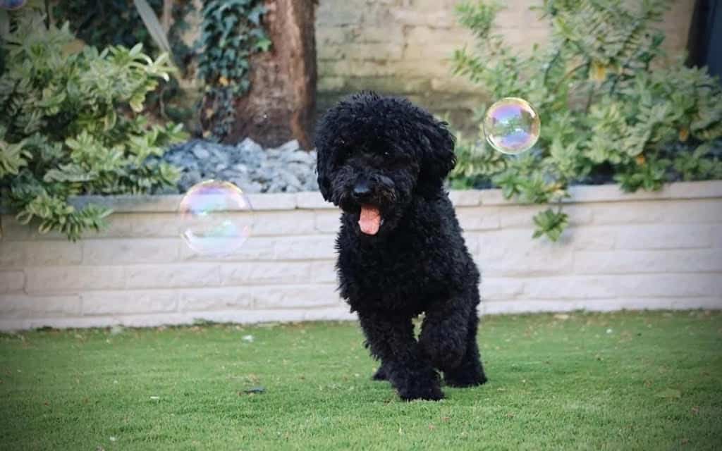 Why is indoor exercise important for dogs