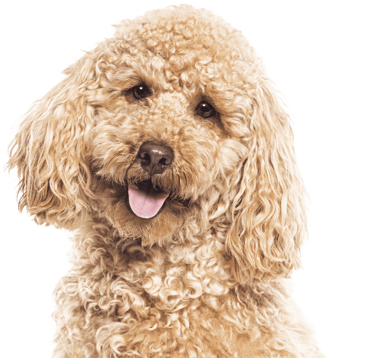 cockapoo dog