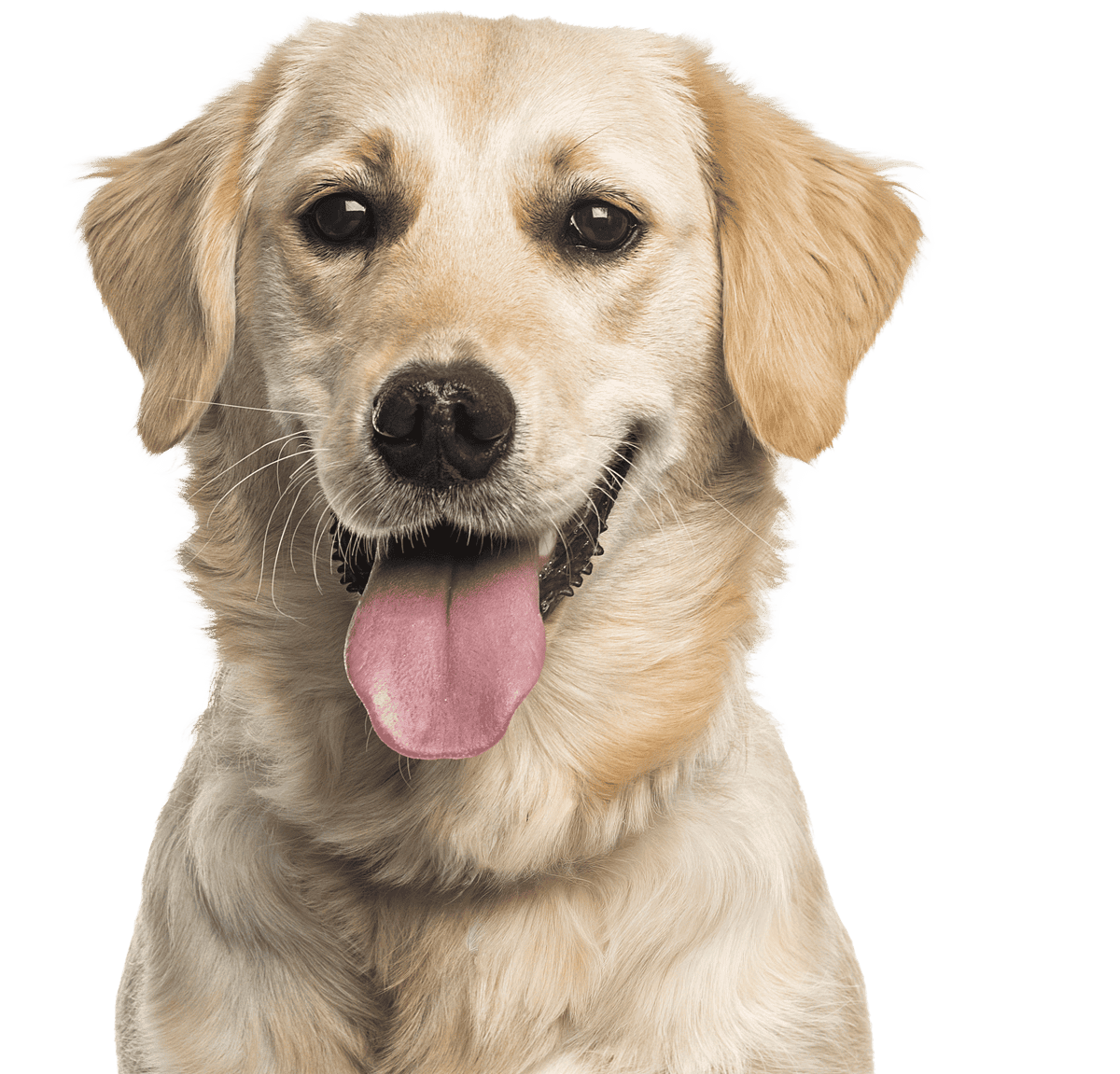labrador dog
