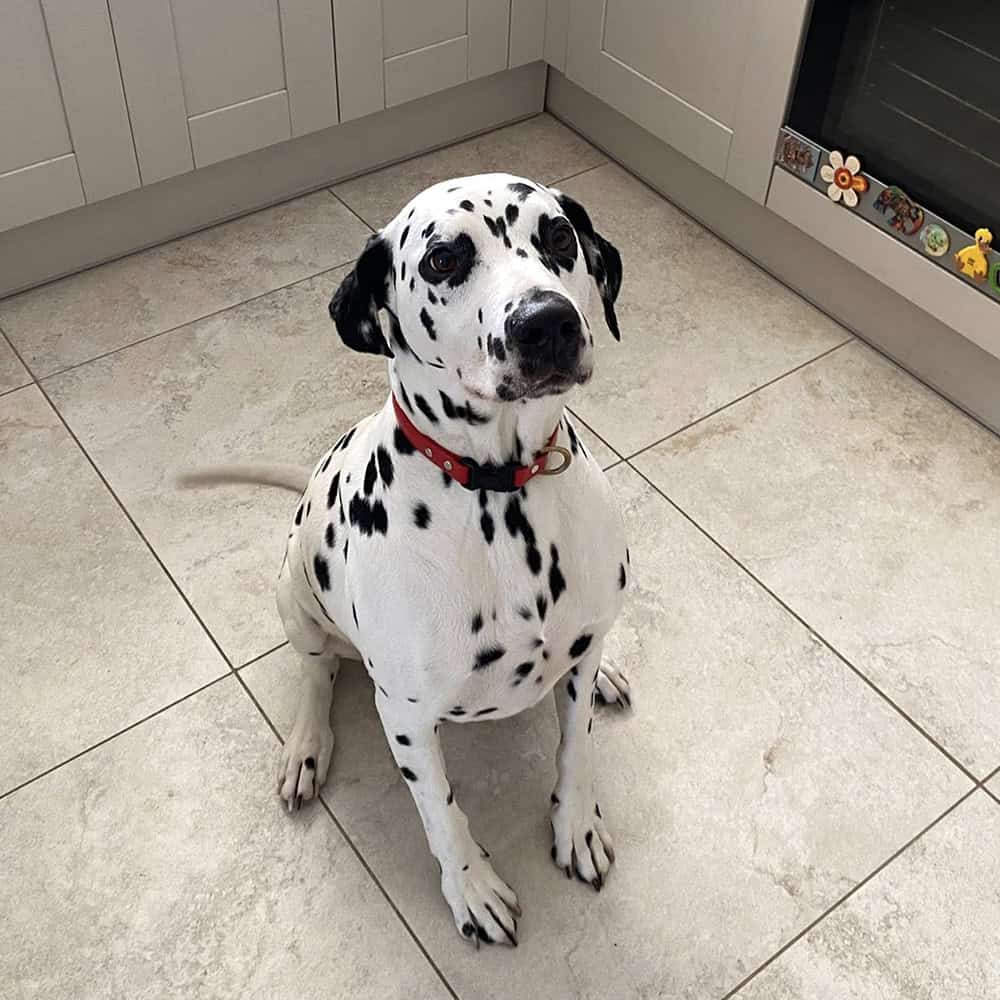 local dog boarding Southampton, Shirley, Lordswood ,Bassett, Bitterne, Woolston, Hedge End & St Deny’s