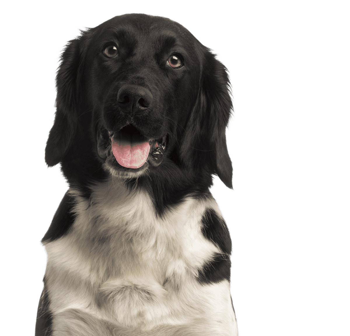 spaniel dog