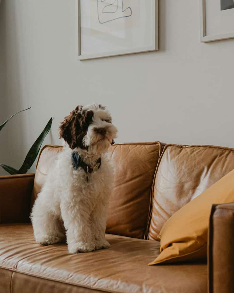 Online Separation anxiety training for dogs
