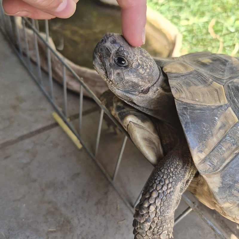 Holiday care for reptiles, tortoise, turtles and snakes Holiday care for reptiles, tortoise, turtles and snakes