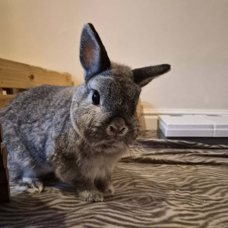 Small animal holiday care including rabbits Small animal holiday care including rabbits